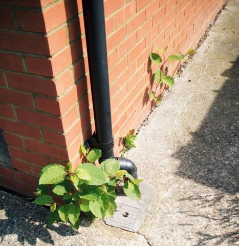 How do you deal with Japanese Knotweed? | LABC